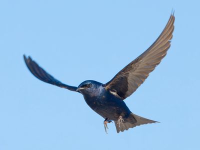 Purple Martin