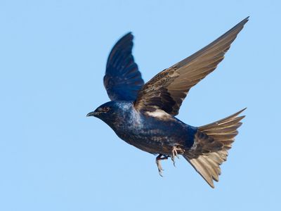 Purple Martin