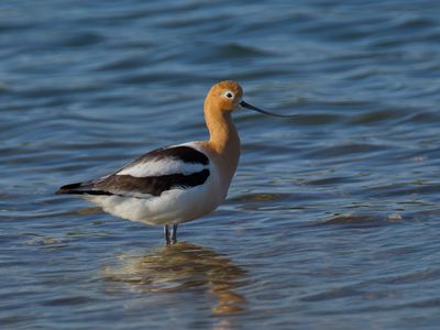 American Avocet