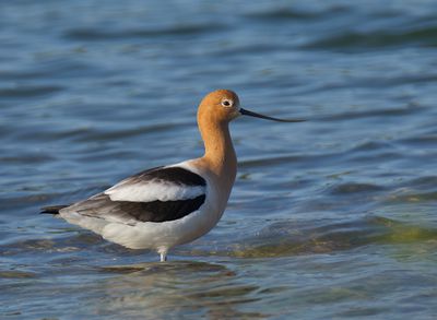 American Avocet