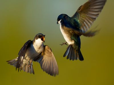 American Tree Swallow