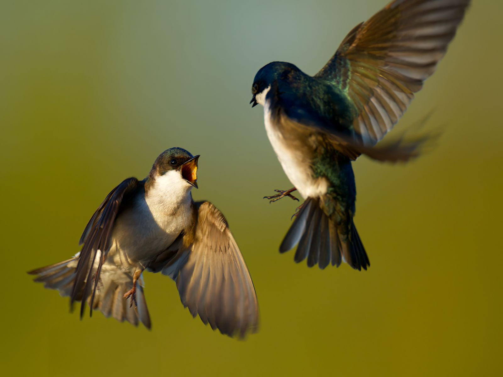 Tachycineta bicolor