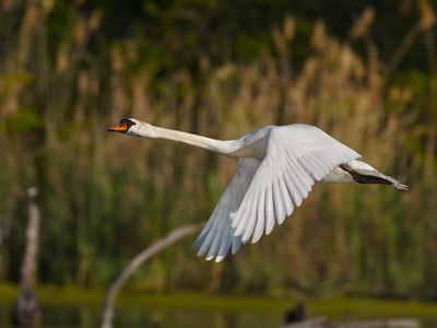 Mute Swan