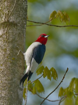 Red-headed Woodpecker