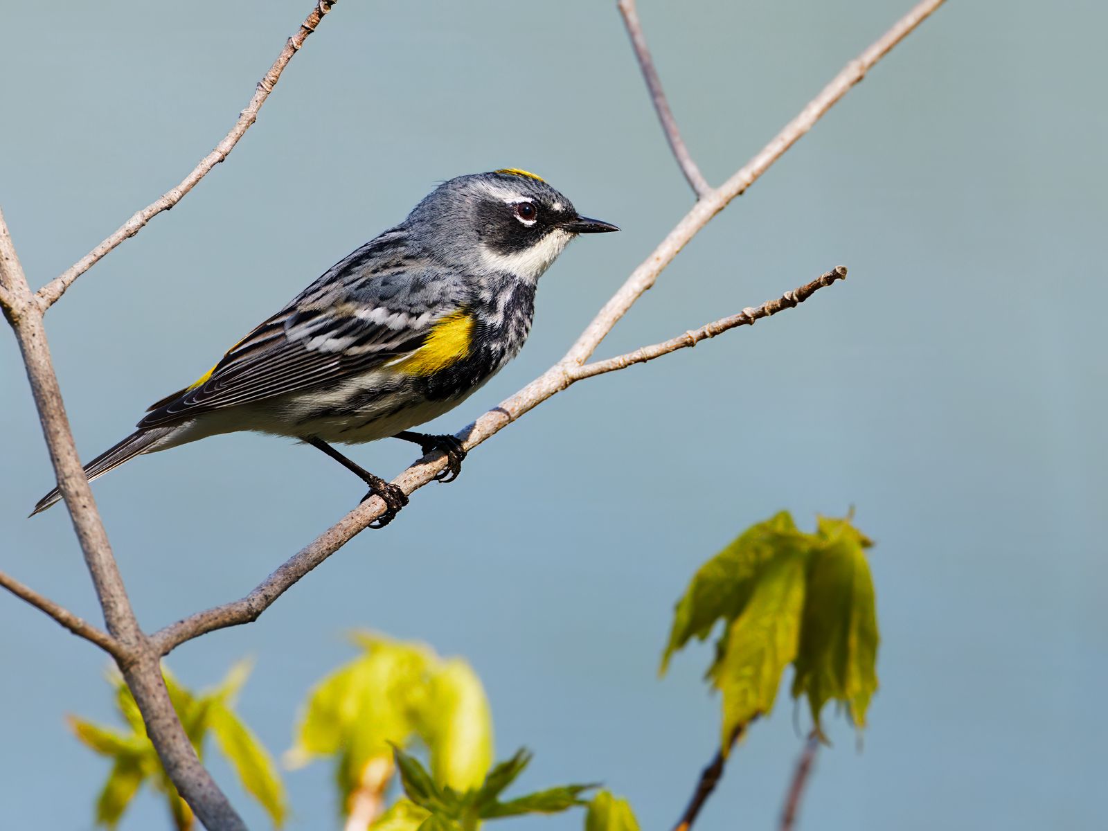 Setophaga coronata