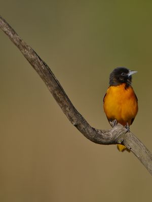 Baltimore Oriole