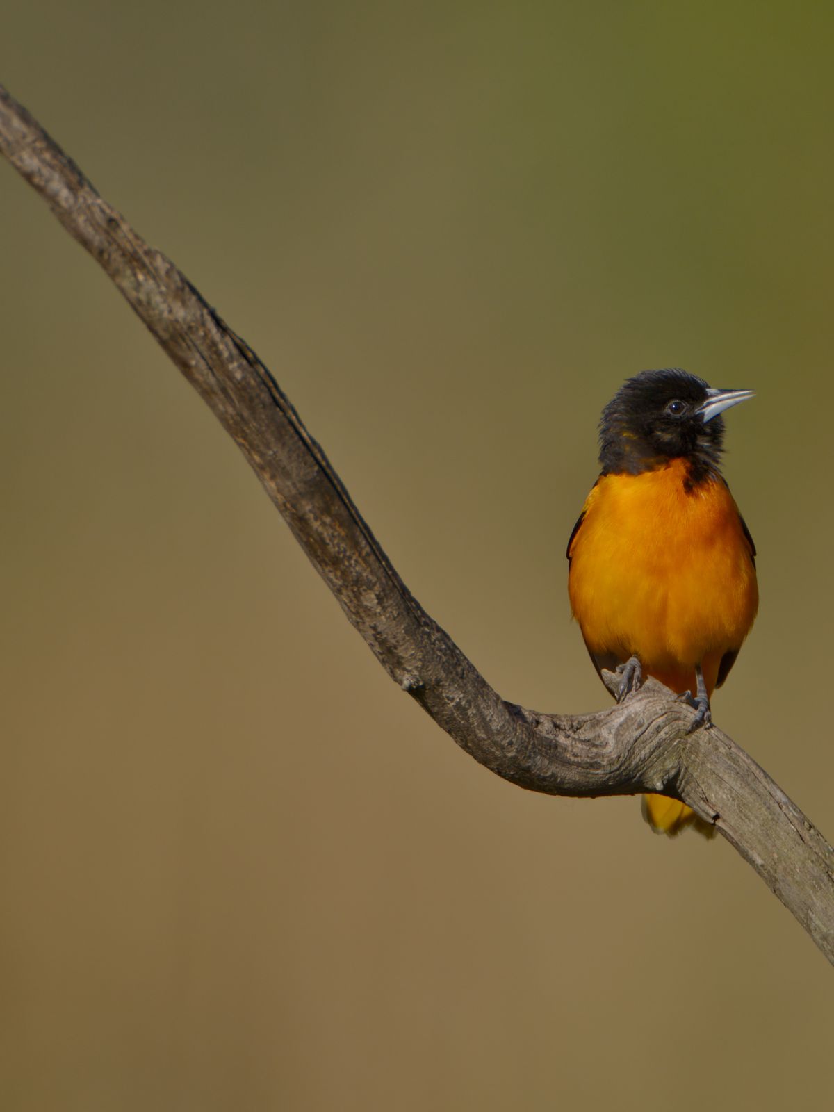 Icterus galbula