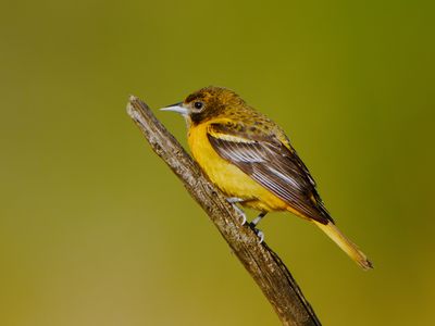 Baltimore Oriole