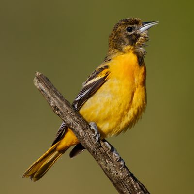 Baltimore Oriole