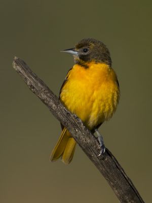 Baltimore Oriole