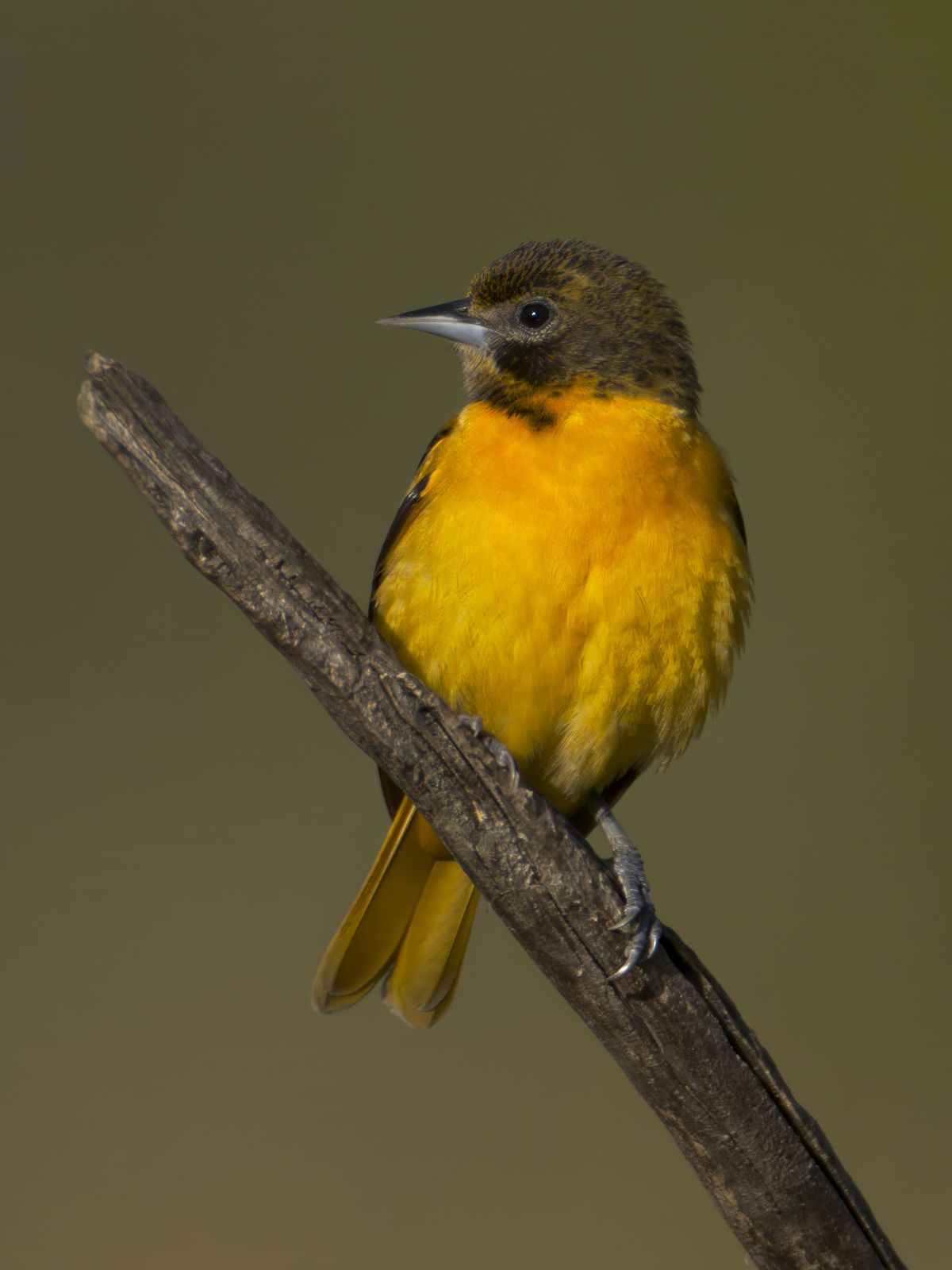 Icterus galbula