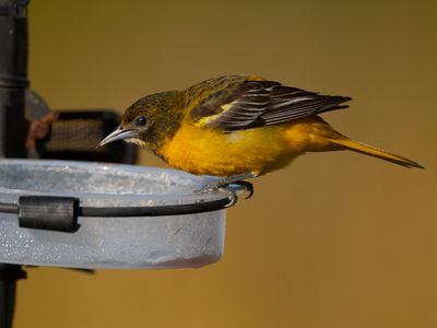 Baltimore Oriole