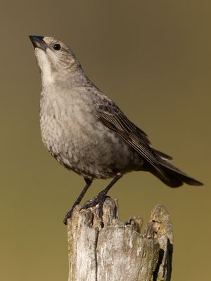 Brown-headed Cowbird