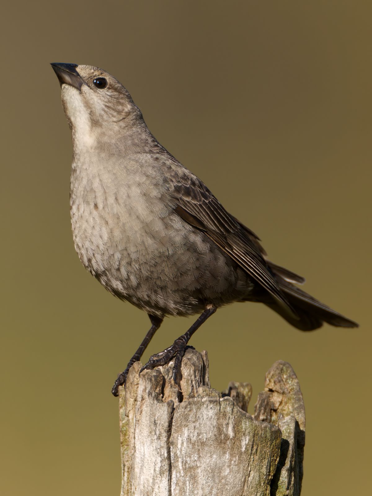Molothrus ater