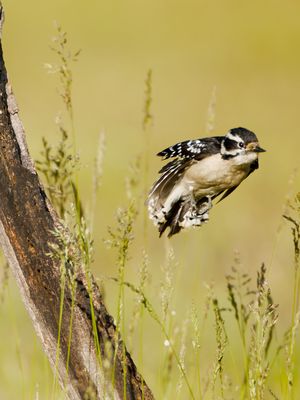 Downy Woodpecker
