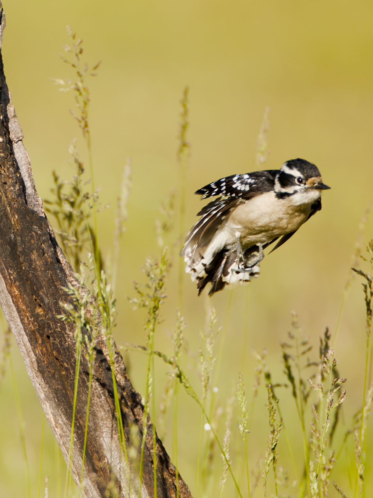 Dryobates pubescens