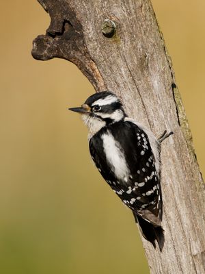 Downy Woodpecker