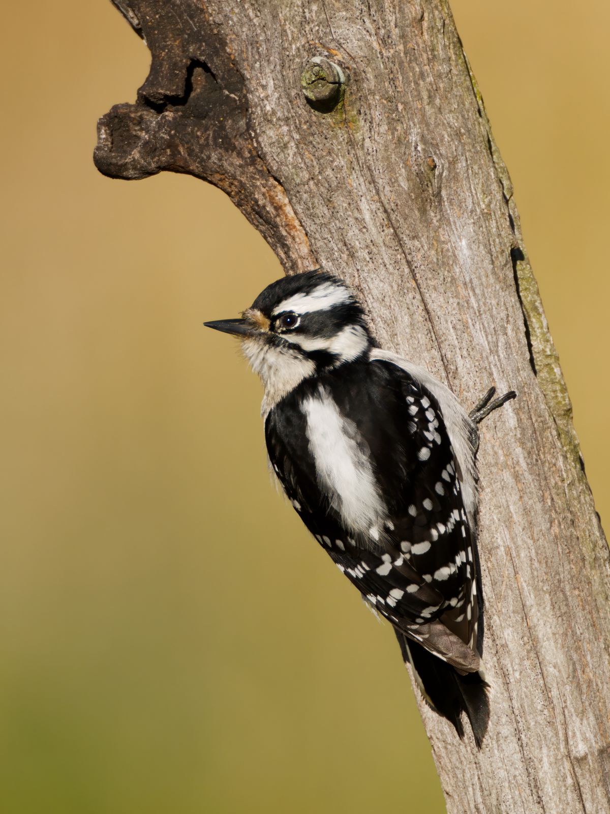Dryobates pubescens