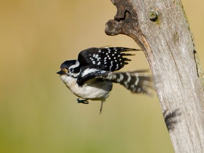 Downy Woodpecker