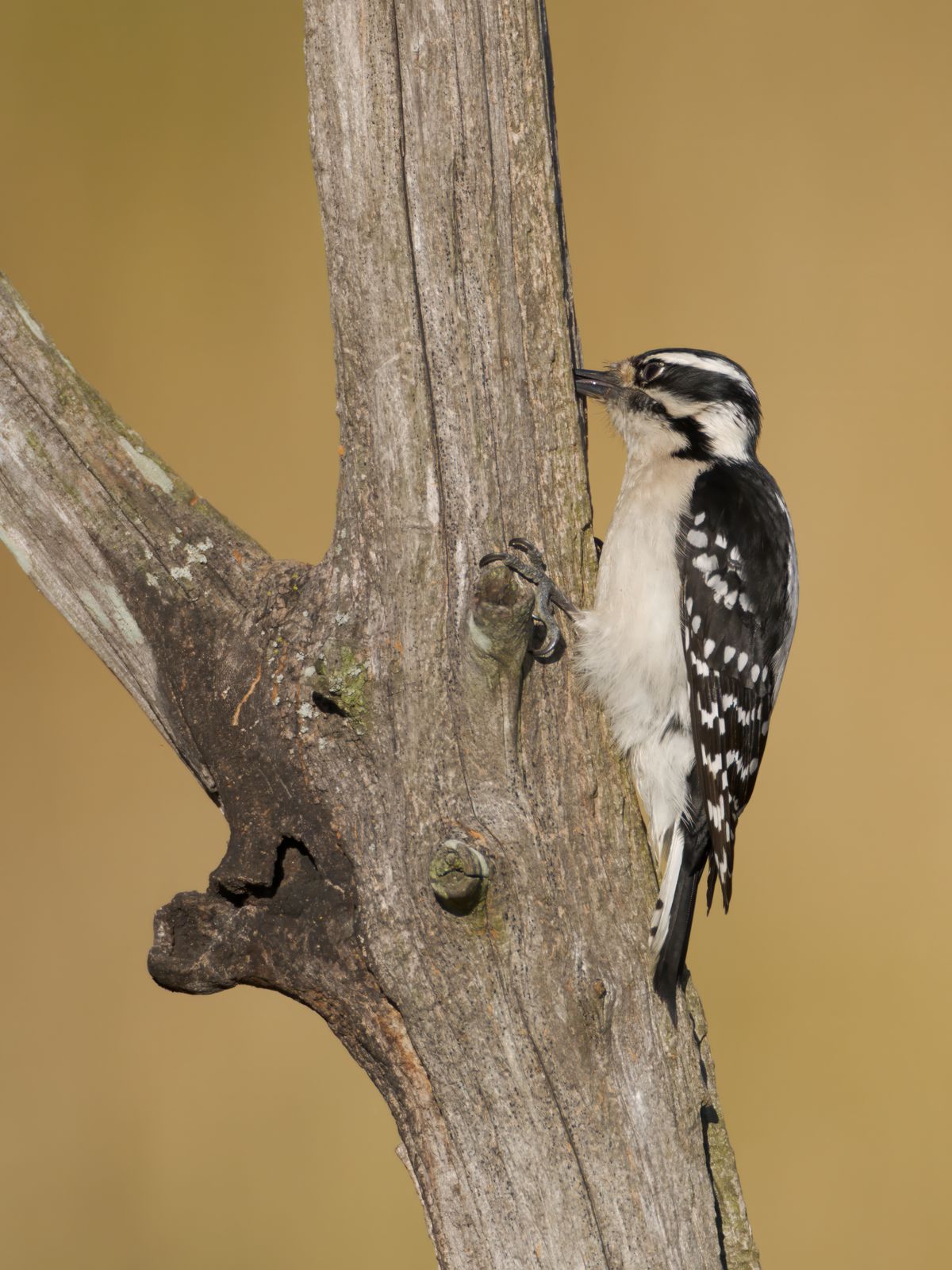 Dryobates pubescens