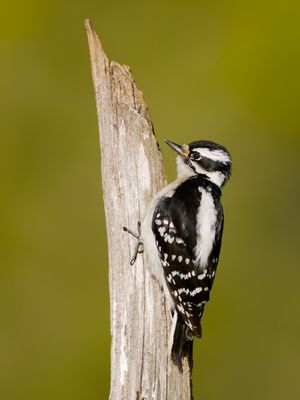 Downy Woodpecker