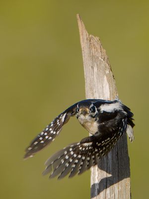 Downy Woodpecker