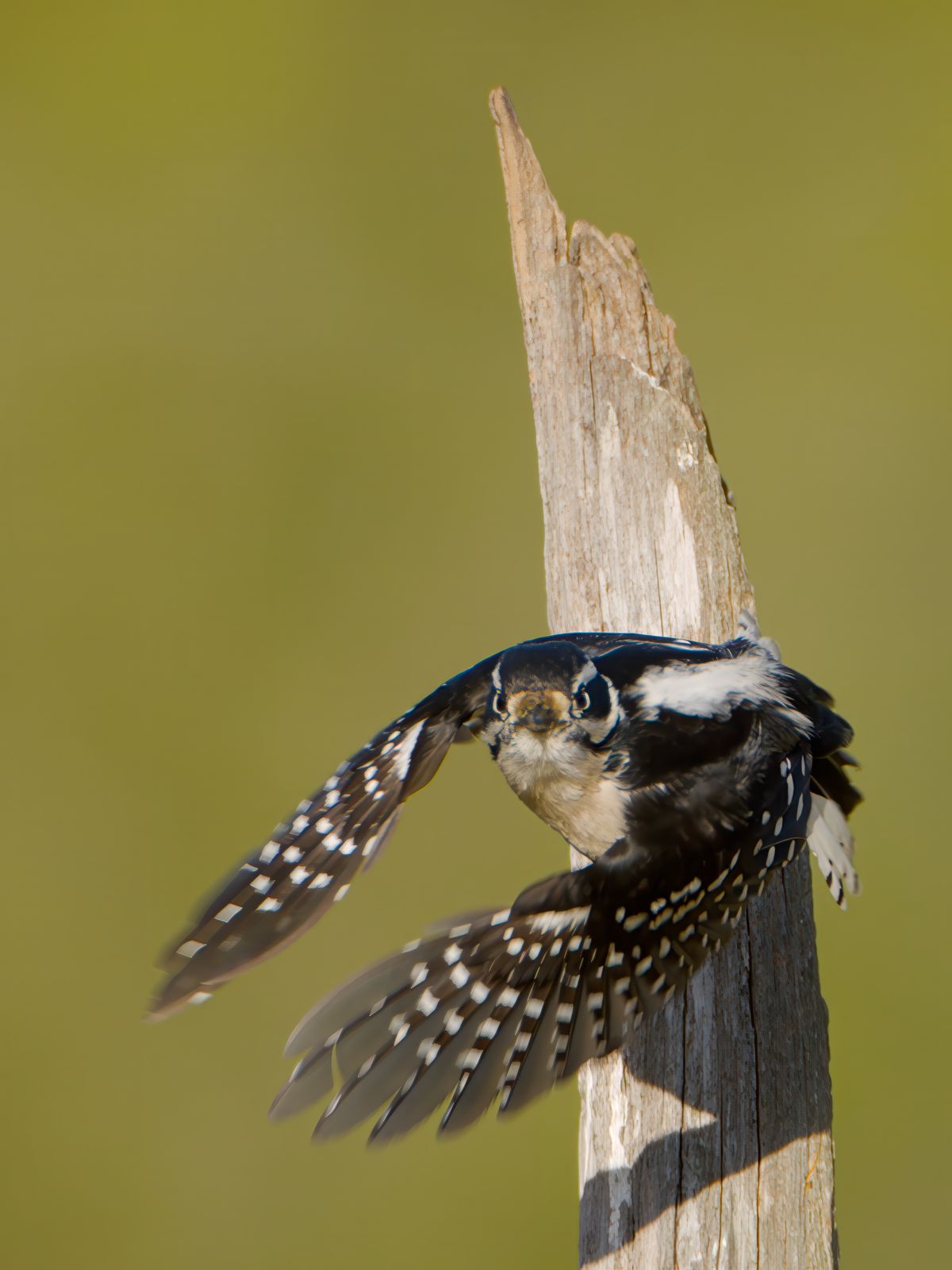 Dryobates pubescens