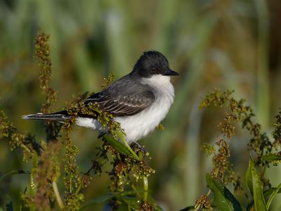 Eastern Kingbird
