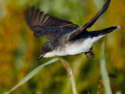 Eastern Kingbird