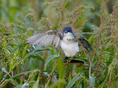 Eastern Kingbird
