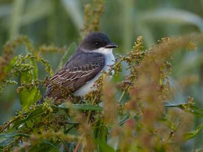 Eastern Kingbird