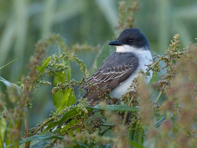 Eastern Kingbird