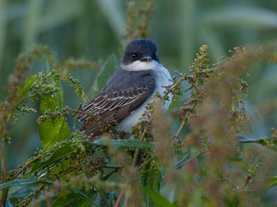 Eastern Kingbird