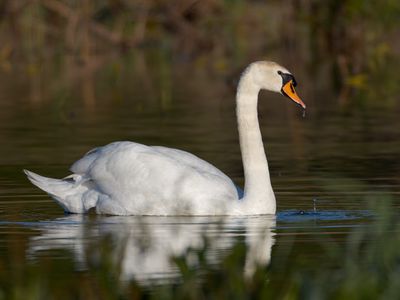 Mute Swan