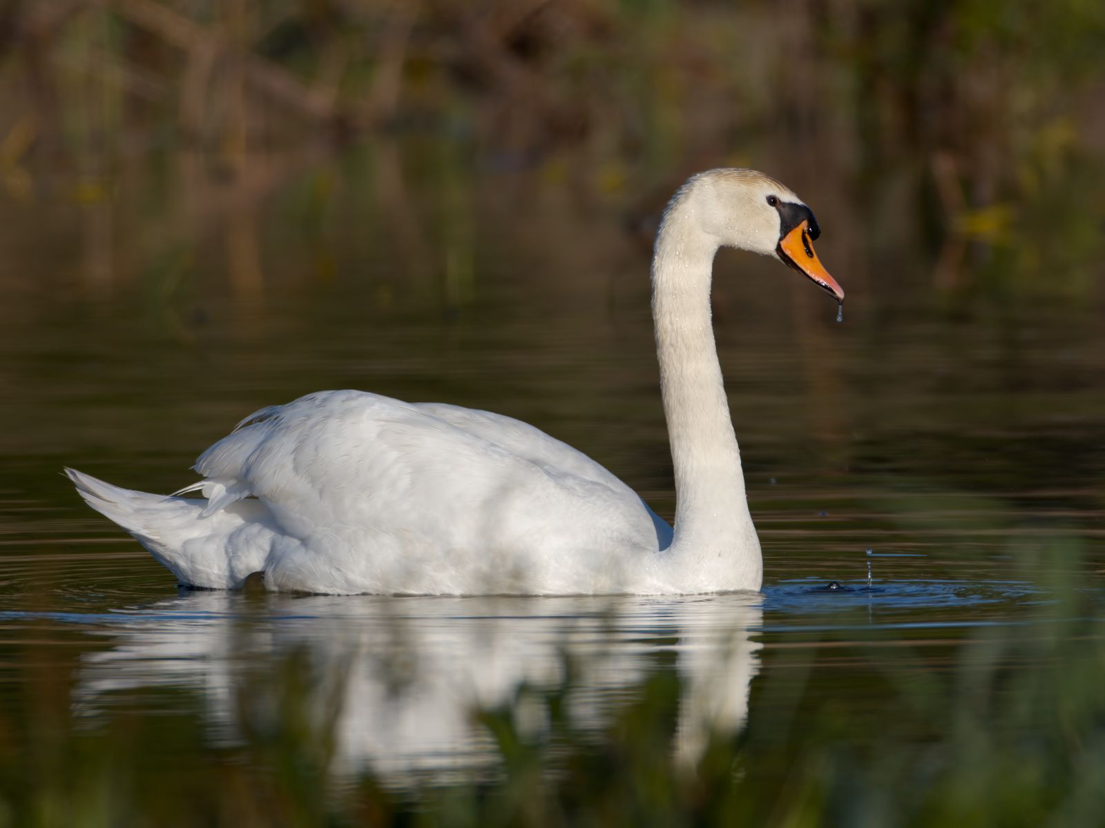 Cygnus olor