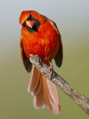 Northern Cardinal