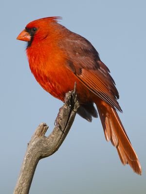 Northern Cardinal