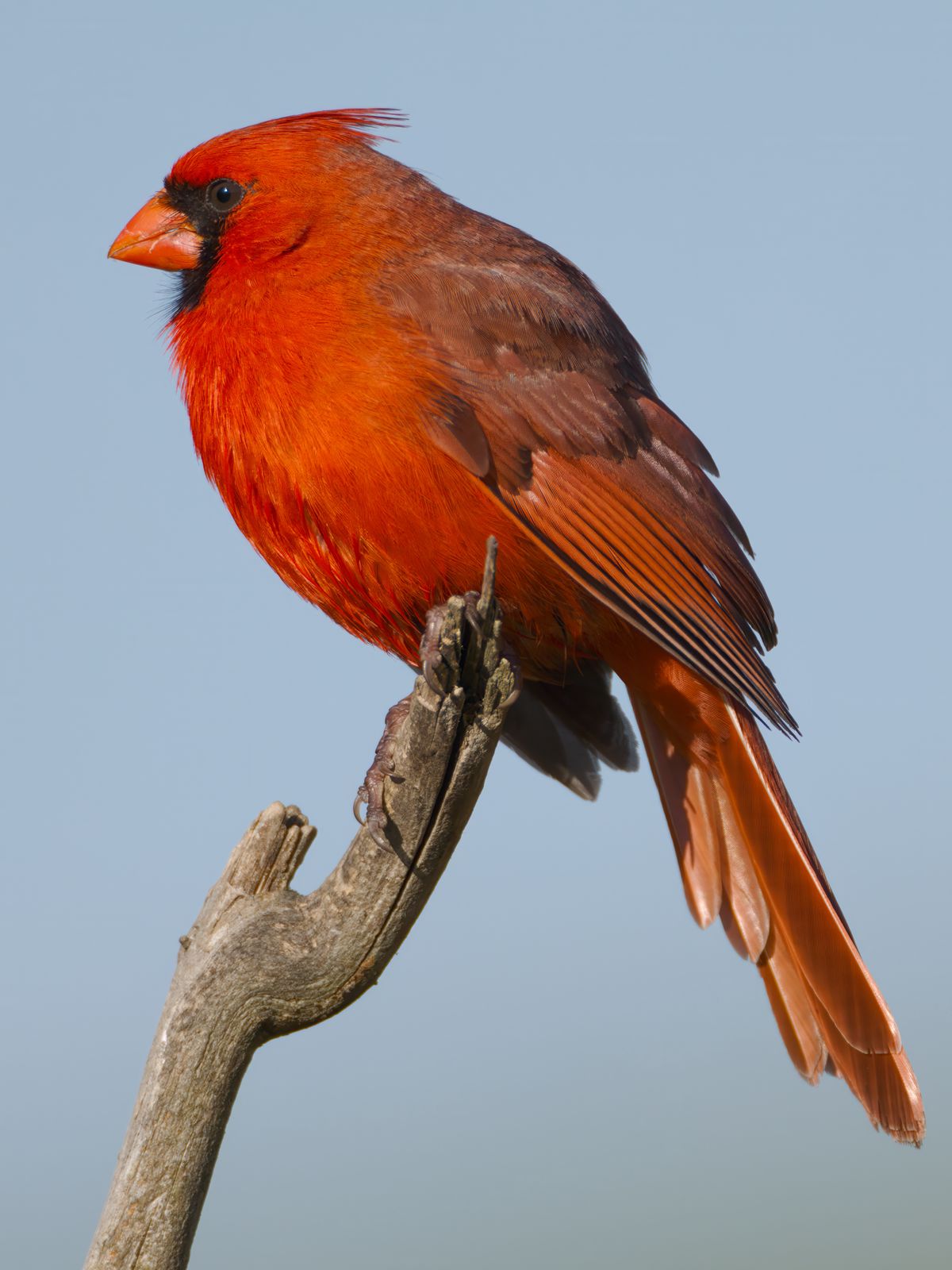 Cardinalis cardinalis