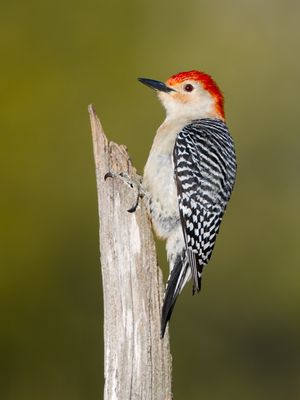 Red-bellied Woodpecker