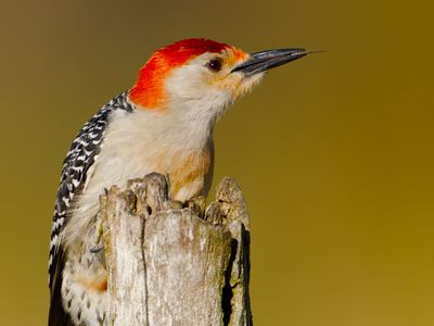 Red-bellied Woodpecker