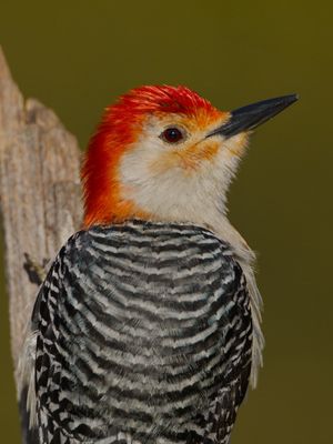 Red-bellied Woodpecker