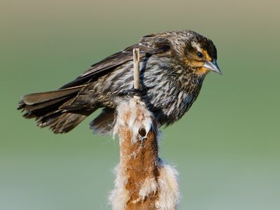 Red-winged Blackbird