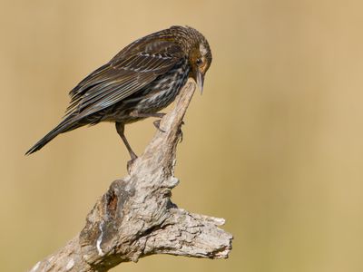 Red-winged Blackbird