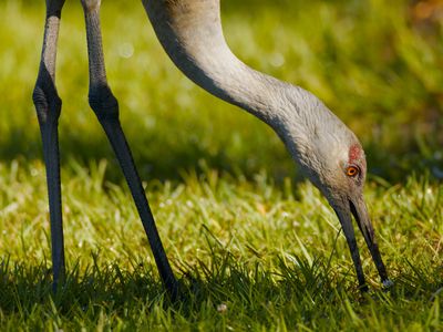 Sandhill Crane