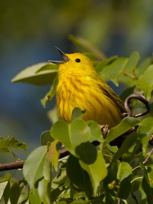Northern Yellow Warbler