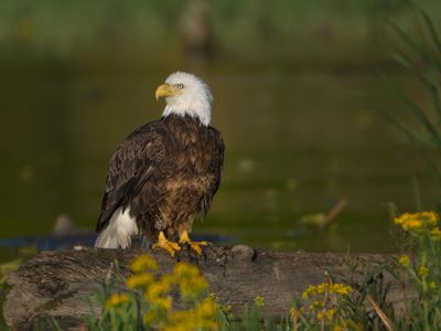 Bald Eagle