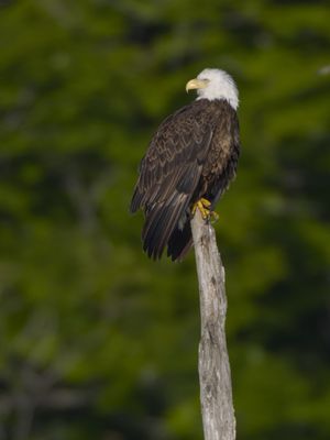 Bald Eagle