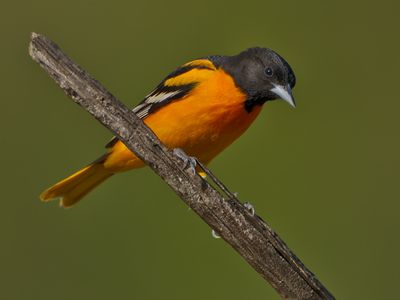 Baltimore Oriole