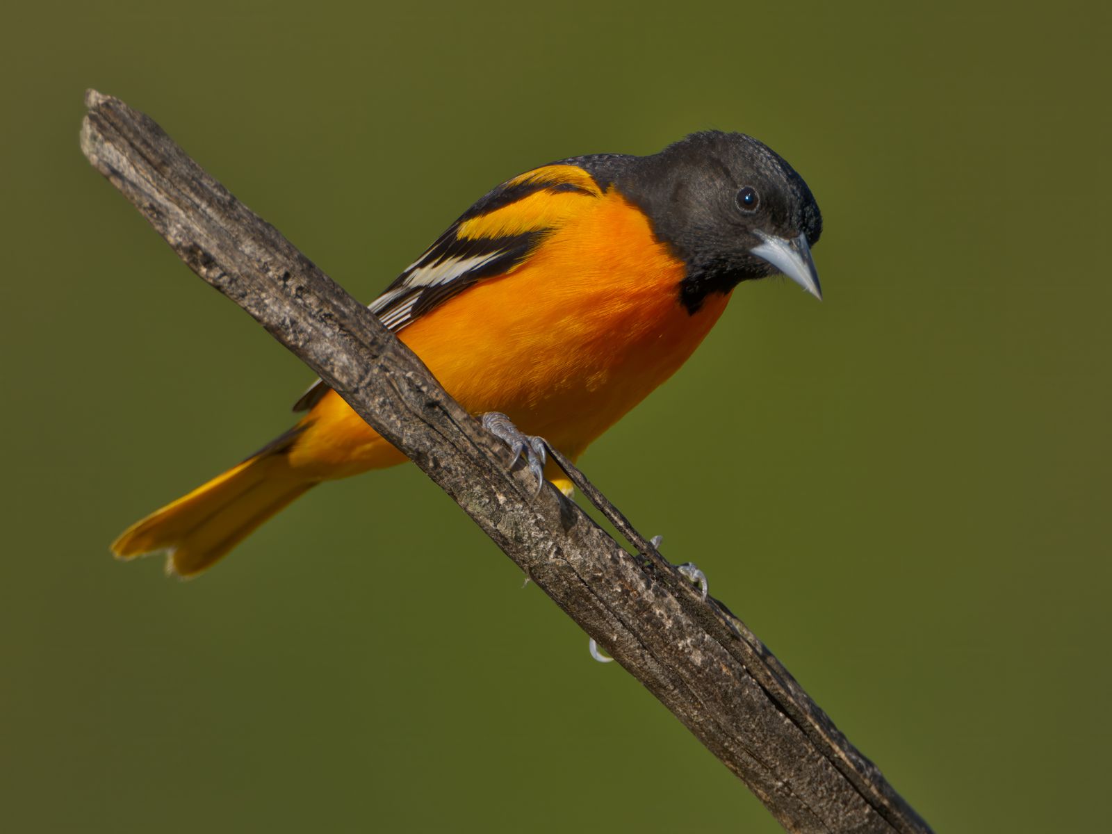 Icterus galbula