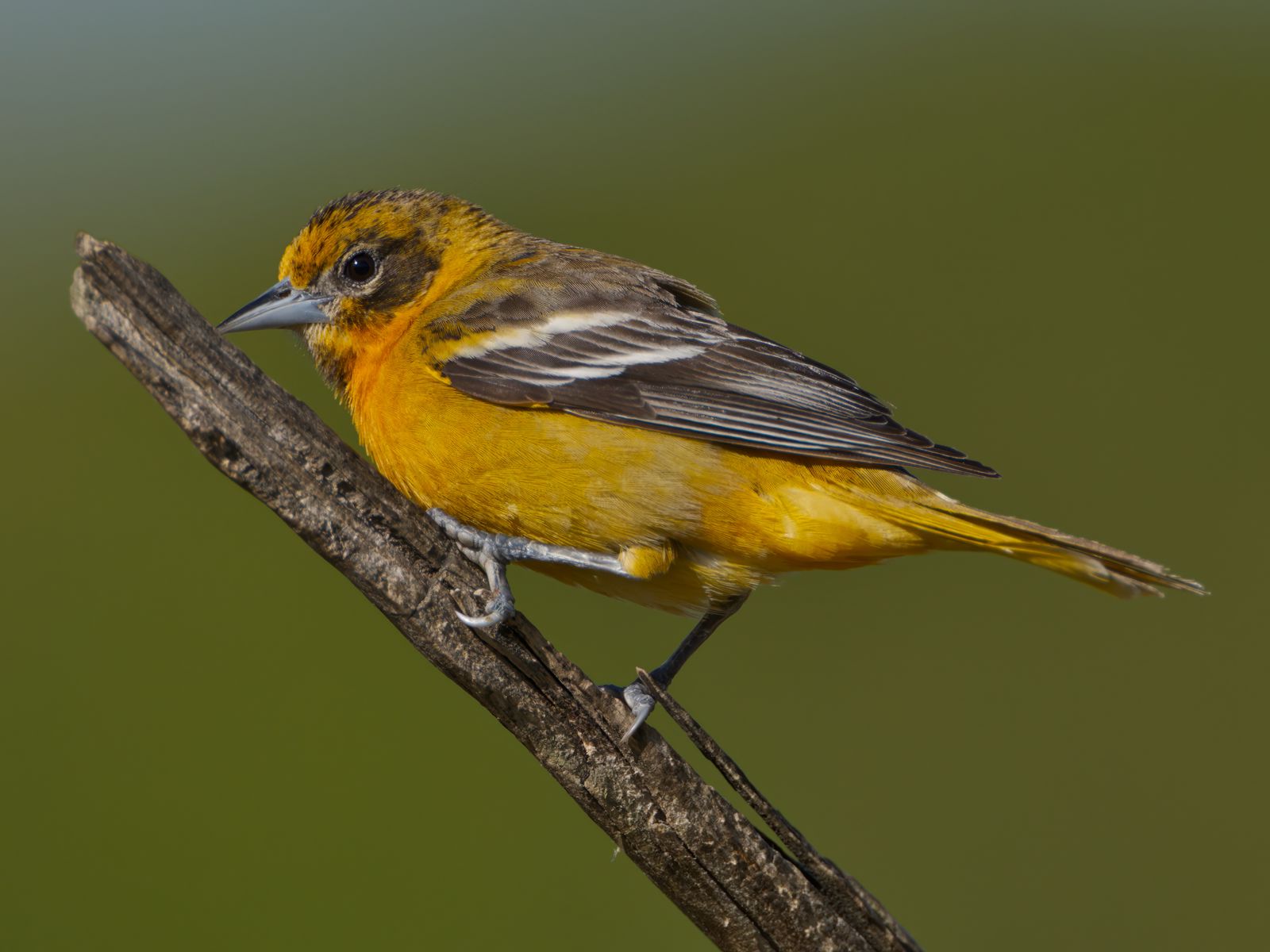 Icterus galbula